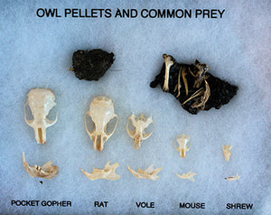 Living Lab Owl Pellet Discovery - Science Fun Kit, #kit291